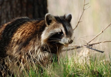 Raccoon - fur, raccoon, grass, animal