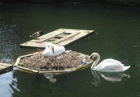 Swans on the river - river, white, swans, photography, wood