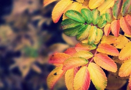 Autumn leaf - leaf, flower, nature, autumn