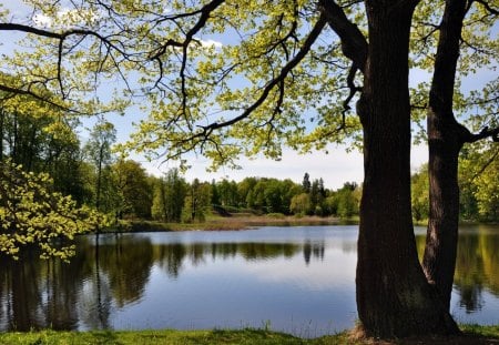 Enjoy the view - nature, view, enjoy, lake, tree, sky