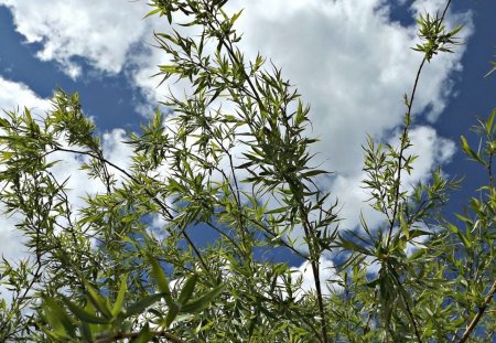 Feel the freedom - freedom, sky, clouds, willow, feel