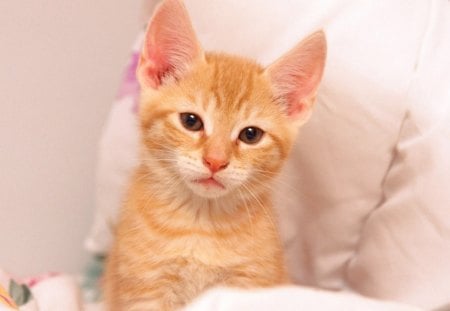 Cute kitten - animal, cute, adorable, cat, kitty