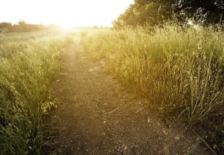 To the sun - nature, road, grass, field, sun, sky