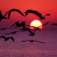 Flying at sunset