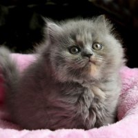 Grey kitty in pink towel