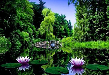 Lily Pond - water, pond, lily, bridge, japanese garden