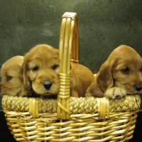 A basket of life ~â™¥~