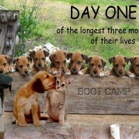 USMC Dog Boot Camp