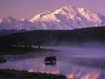 bull moose in denali np alaska