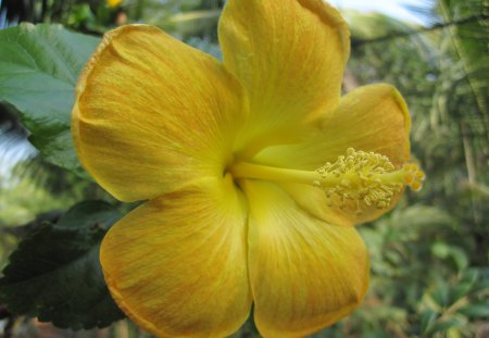 HIBISCUS  AMARELO - natureza, amarelo, hibiscus, flora, flor