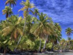 great palm trees beach hdr