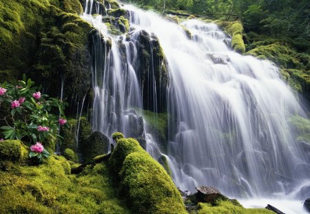 CACHOEIRA - grama, agua, natureza, verde, flor