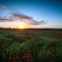 Sunrise Over The Poppy Field