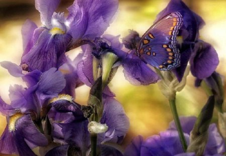 Purple Flowers - flowers, butteryfly, nature, purple