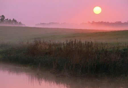 foggy sunrise - pond, fog, fields, weeds, sun, sunrise