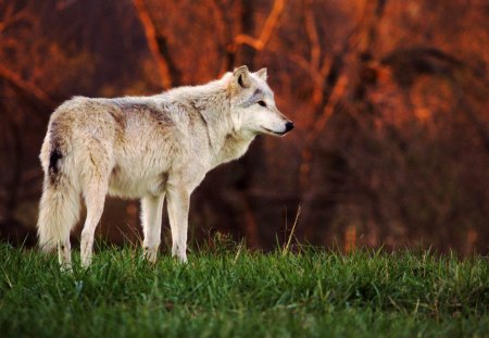 The Wolf - Beauty of Wilderness - free, predator, tundra, forest, wild