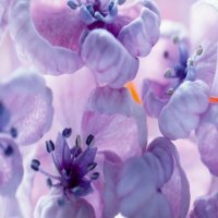 Lilacs close up