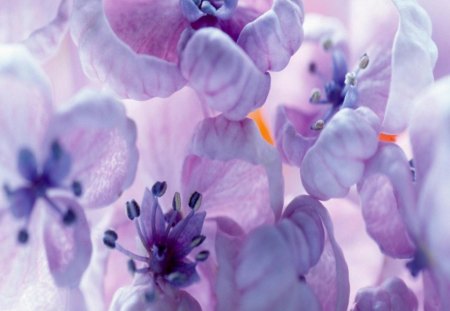 Lilacs close up - flowers, white, mauve, lilacs, close up