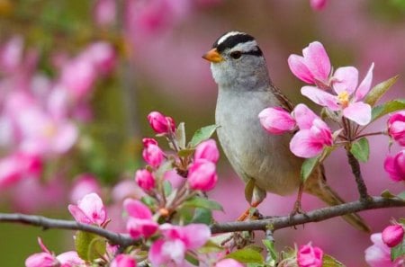 Sweet branches - bird, black, branches, blossoms, grey, pink