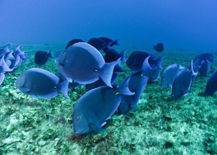 TANGS  AZUIS - mar, azuis, natureza, oceano, peixes