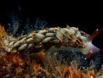 NUDIBRANCH