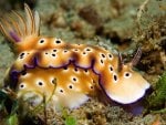 NUDIBRANCH