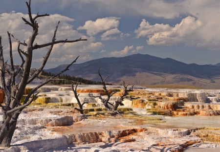 mammoth hot springs - hot springs, fossilized tree, steps, mountain