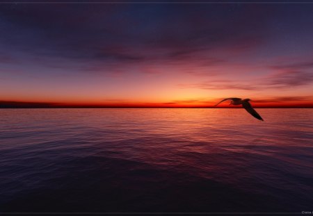 calm on sunset - water, sunset, bird, clouds