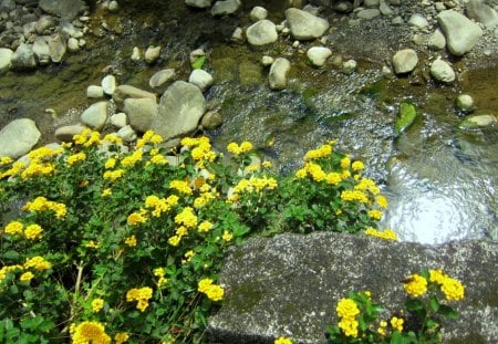 Streams - flowers, yellow, rocks, streams