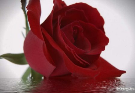 Red rose - rose, red, amazing, beautiful