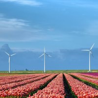 Tulips Garden