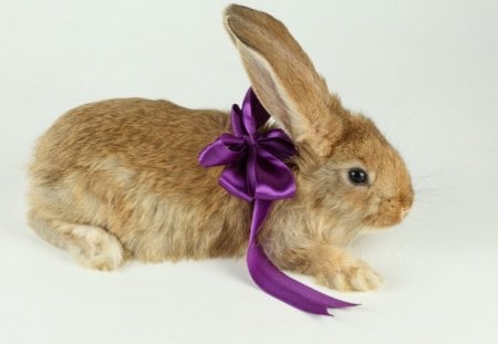 Rabbit - ears, purple, ribbon, rabbit