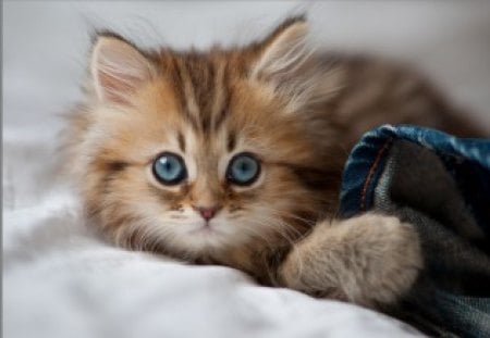 Playing with Jeans - jeans, animals, playing, cat