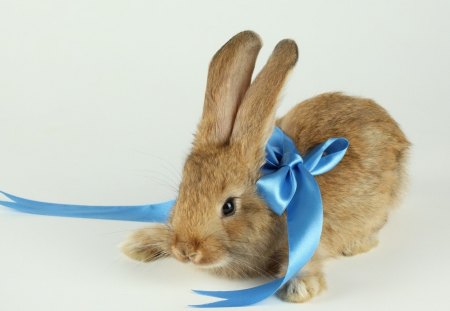 Rabbit - ribbon, rabbit, blue, ears