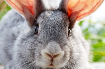 Rabbit - nose, whiskers, rabbit, ears