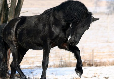 Horse - balck, hoof, mane, horse