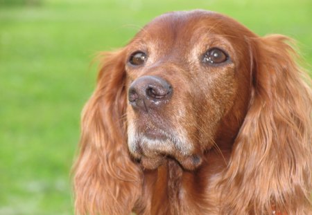 Dog - nose, brown, cute, eyes