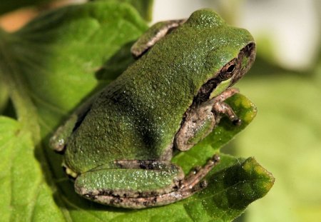 Frog - leaf, legs, green, frog