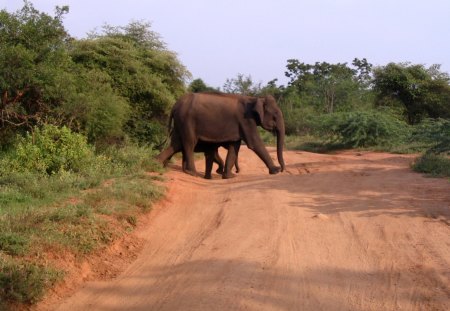 Erode Elephants - erode, forest, elephant, ahamed