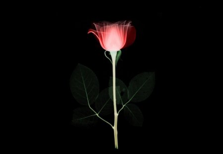 TRANSPARENT ROSE - flowers, cg, roses, xray, 3d