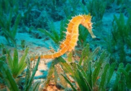 SEAHORSE FANTASY - wildlife, sealife, undersea, water, seabed, underwater, oceans, nature, seahorse, coasts, fishes