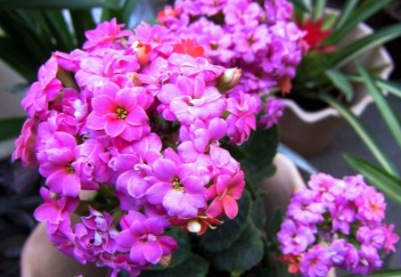 Pink flowers - flowers, pretty, pink, bright colored