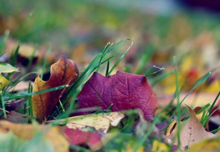 FALL OF LEAVES - autumn, fall, colours, seasons, leaves, grass