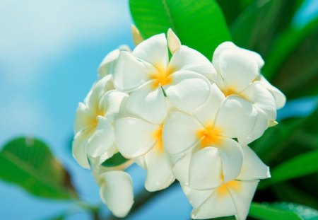 White Flower - white, nature, green, flower