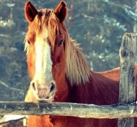 BEAUTIFUL HORSE