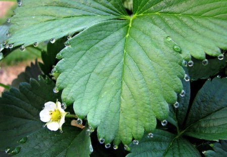 Dew on Strawberry Leaves - leaves, strawberry, flower, dew