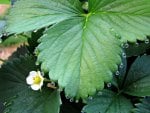 Dew on Strawberry Leaves