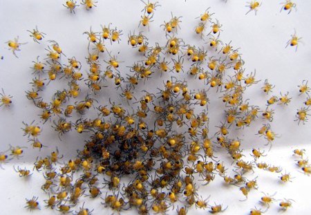 Baby Spiders Leaving Home - spicers, nest, yellow, baby