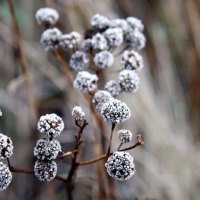 Icy flowers