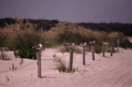 Birds on a wire - birds, summer, beach, wire, sand